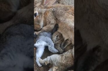 #cute #rabbit #animalsurvival #animals #naturedocumentary #bunny