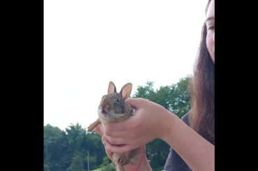 Screaming Bunny Saved from Window Well! #babyanimals #cute #wildlife #babybunny #rescue #naturelover