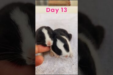 Cute rabbit growth - Baby Rabbits Grow Up Day By Day #shorts #animals