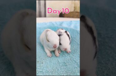 Little rabbit growth - Baby Rabbit Growing Up Day By Day #animals #cute