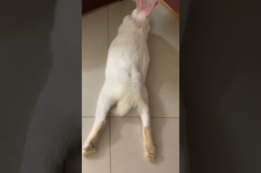 Can rabbits die from heat?#shorts #cute #pets #rabbit #beautifulbunny