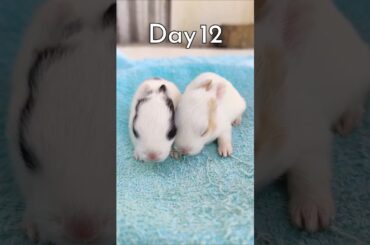 Cute Rabbit Growth - Baby Animals 1 To 21 Days
