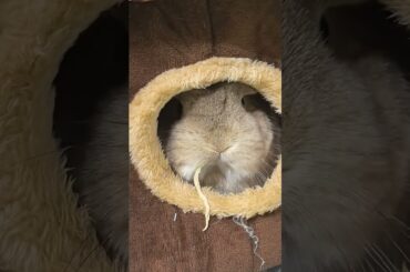 #rabbit #mycuterabbit #bunny #pets #cute #cutebunny #animals