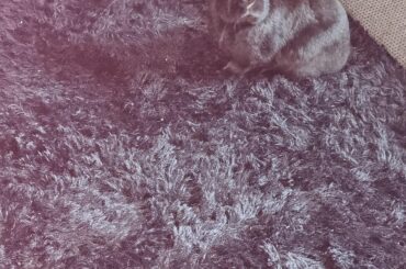 Can you spot the wabbit?