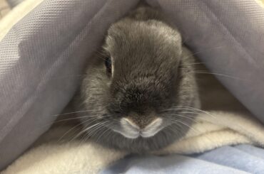 Had a run in with stasis- 900 dollars later she starts eating with no help