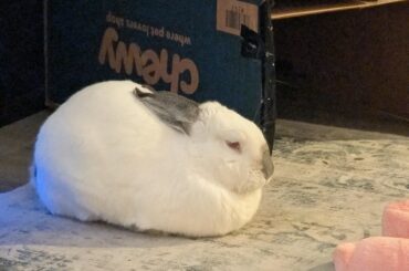 She was unsuccessful last time