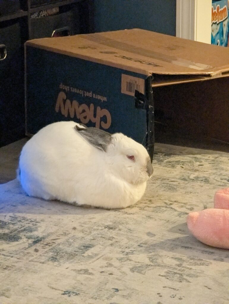 She was unsuccessful last time