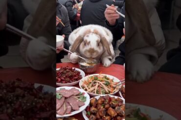 #mycuterabbit #rabbit #pets #cute #bunny #cutebunny #animals #cuteanimals #funny