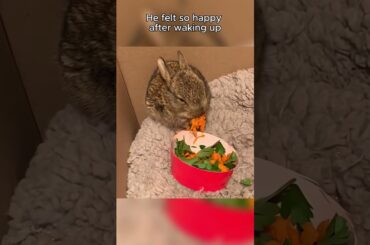 A little rabbit grew bigger than we imagined #rabbit #cute #bunny #animals