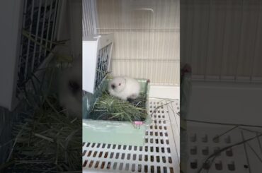 #bunny #mycuterabbit #rabbit #animals #pets #cute #cutebunny #cuteanimals #funny