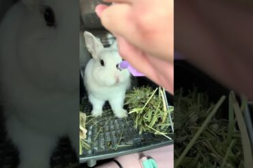 #mycuterabbit #rabbit #pets #cute #bunny #cutebunny #animals #cuteanimals #funny