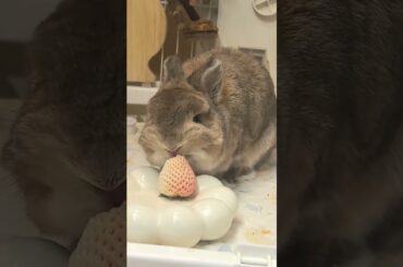 #mycuterabbit #bunny #rabbit #animals #pets #cute #cutebunny #funny #cuteanimals