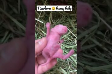 Can you touch a newborn baby rabbit?#2022#baby#bunny#newborn#beautifulbunny
