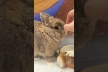 #mycuterabbit #bunny #rabbit #cute #pets #cutebunny #cuteanimals