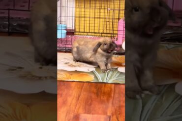 #mycuterabbit #bunny #rabbit #animals #cute #pets #cutebunny #cuteanimals #funny