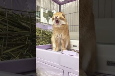 #rabbit #mycuterabbit #cute #pets #bunny #cutebunny #cuteanimals #animals #funny