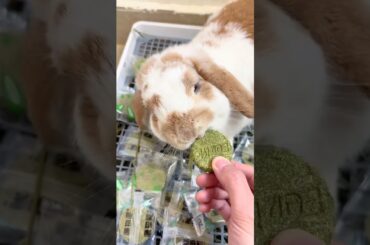 #mycuterabbit #rabbit #bunny #cute #pets #animals #cutebunny #cuteanimals #funny #food #love