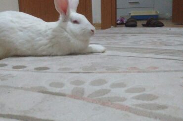 Goodbye my best friend