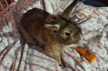 Help! Is this a wild or domesticated rabbit?