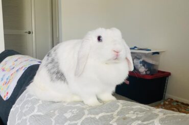 Still claiming the couch as her own.. 🤣