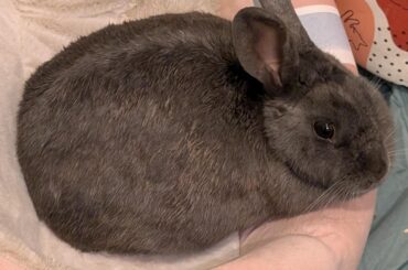 Abandoned bun update: it's a girl!