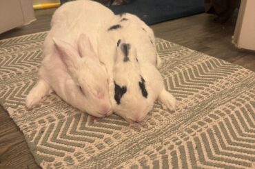 Bond the couple or aim for trio?