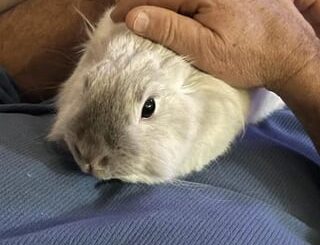 My dad loves petting her