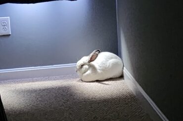 Rays of sun on a bun