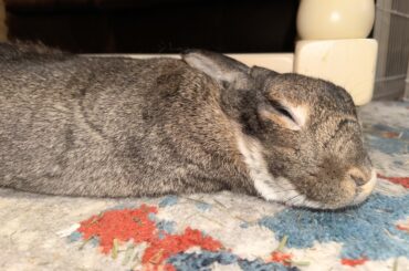 Lady is celebrating 3 years of being adopted by me