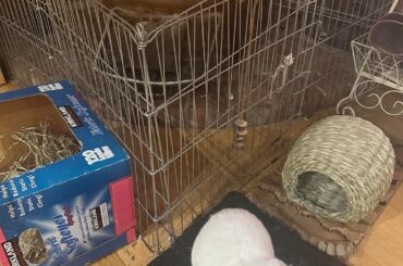 Guys why hasn’t my marshmallow toasted yet?