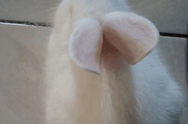 Are her ears too big?