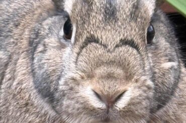 Heart shaped nose just in time for Valentine’s Day