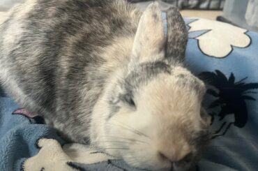 showing off my bunny (Pastel)