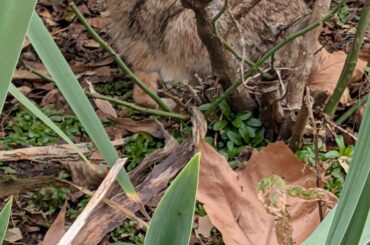 The most beautiful wild bunny. I call him Tenacious B. He's got a notch taken out of one ear and his front paw was obviously broken at one point but he's still thriving, been seeing him around my job for over a year now