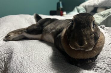 Charlotte is modeling for her new line of distressed bed linens