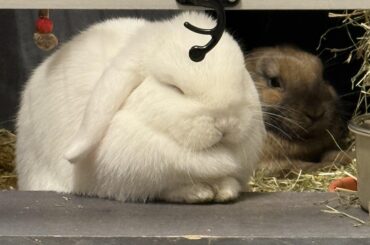 My rabbits sleep when i cook or eat