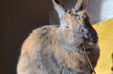 Any idea what breed(s)?