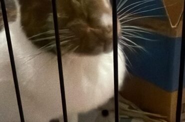 Question about spaying a rabbit