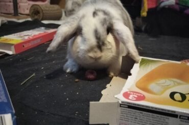 4 month old adopted rabbits