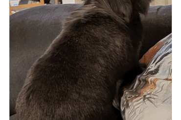 Eisa think's housebun life is pretty good!