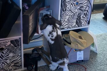 Well he found his treats