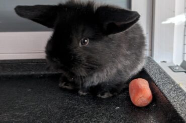 Turtle Bean's big debut!