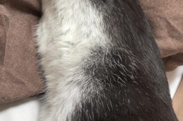 My bunny’s first full-body flop 🥹