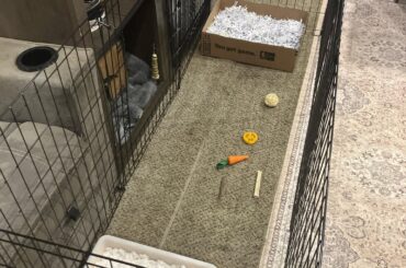 Adopting my first bunny!