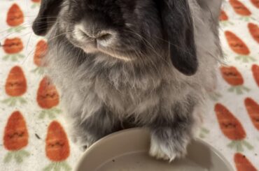 BunMum, we have a problem