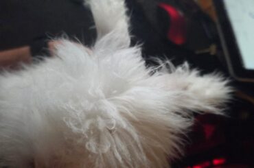 Cat and rabbit cohabiting