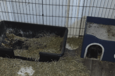 Bunny digging in litter box