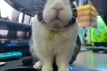 Bunjamin demands everyone stay warm