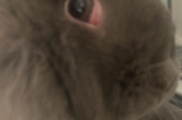 eye thingy bulging out