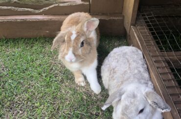 Bunny has zoomies in the middle of the night and keeps jumping off of MY FACE?